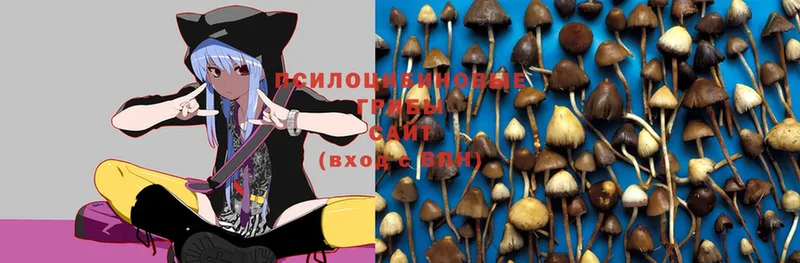 Псилоцибиновые грибы Psilocybe  продажа наркотиков  Гурьевск 